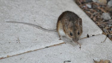 Dératisation des souris à Valence