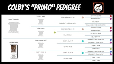 colby's primo pedigree
