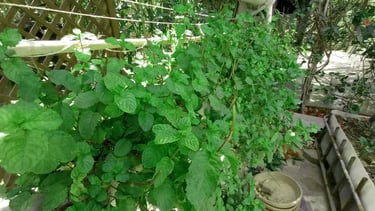 Fresh mint in hydroponics in karachi