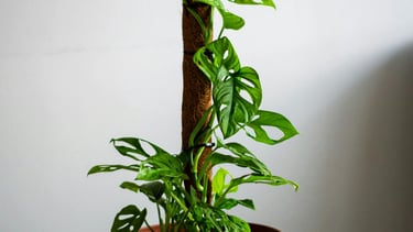 Monstera Adansonii on coco coir moss pole