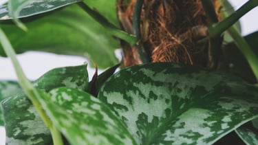 Scindapsus on coco coir moss pole