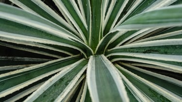 Variegated Agave Americana
