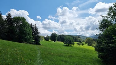 Wiesen bei Seelenberg im Sommer