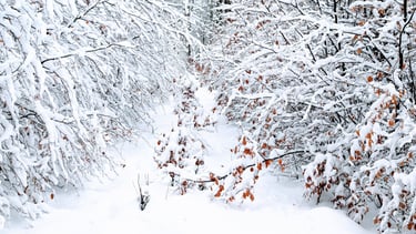 Großer Eichwald im Winter