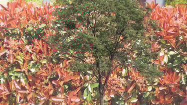 Taille et élagage franck-rénovation