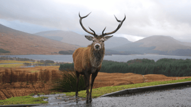 Red deer with large antlers with hills and loch in the background