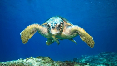 caretta caretta swimming in the sea