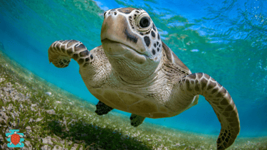 a swimming caretta caretta