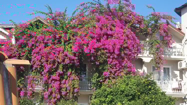a large pink bougainvillea tree in front of a building in Dalyan