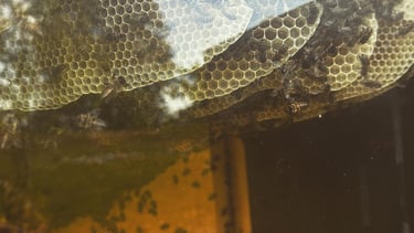 bitės ant korio stikliniame avilyje