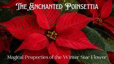 The Enchanted Poinsettia
