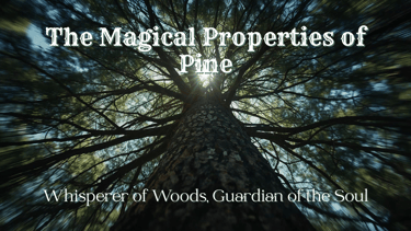 The Magical Properties of Pine: Whisperer of Woods, Guardian of the Soul
