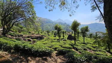 les plantations de Thé de Munnar