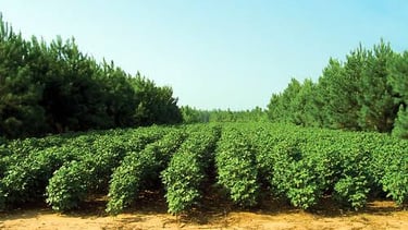 Unlocking the Potential of Agroforestry in India: A Comprehensive Analysis