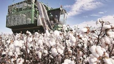 Cotton Prices Surge as USDA Lowers India's Production Forecast to 30.72 Million Bales