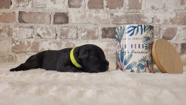 Chiot Schnauzer nain noir
