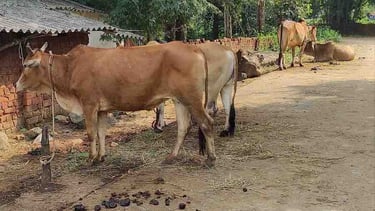 Desi cow in natural open pasture used for organic farming in Indian village