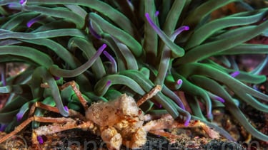 Araignée des anémones - Inachus phalangium