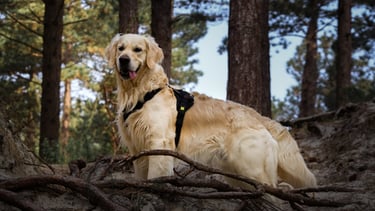 Huisdierfotografie in de bossen, deze foto is van een hond