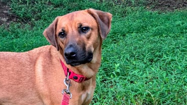 Dog on red leash looking up during a neighborhood walk.