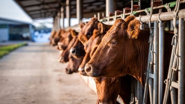 Agriculture : imposer les standards européens au reste du monde, un voeu pieux ?
