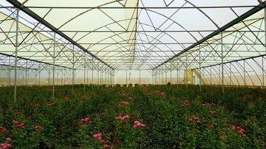 Accord UE-Kenya : les producteurs de roses piqués au vif