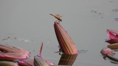 Libellule sur une fleur de lotus fermé
