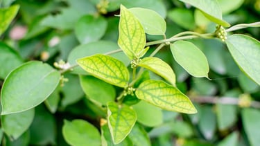 Gluco6 Review : Gymnema A trace mineral your body