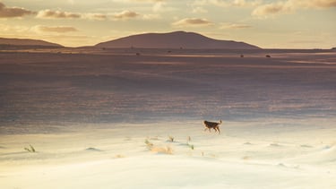 a dog running through the desert in the sun