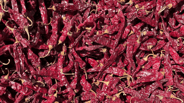 Sarpan 102 chilli-premium variety from Nadaf Enterprises