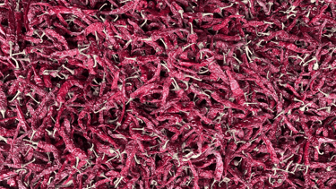 HPH 2043 chilli-premium variety from Nadaf Enterprises