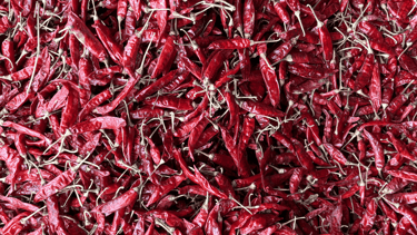 Guntur Chilli-premium variety from Nadaf Enterprises