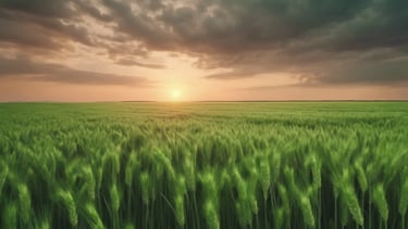 campo de cereales al atardecer