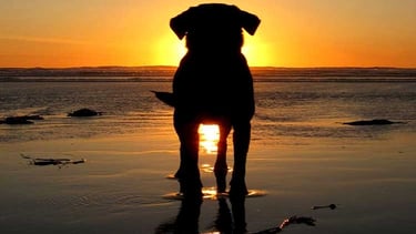 dog-friendly-rentals-on-anna-maria-island-florida-