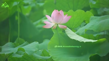 Where Beauty and Tradition Bloom