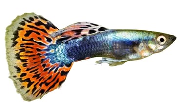  Swordtails