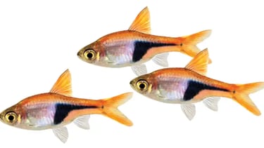 Rasboras