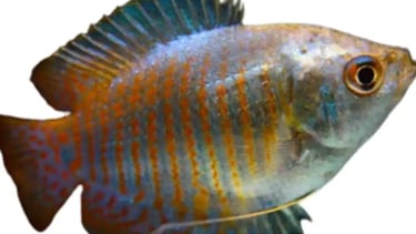 Gourami