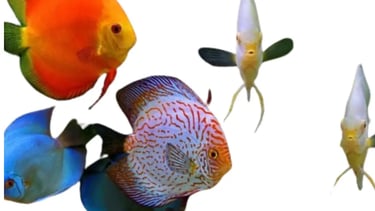 Discus
