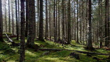 o scena de padure padurile romaniei drumetii montane