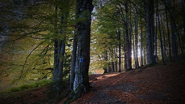 padure magnifica cu soare stralucind in toamna tarzie