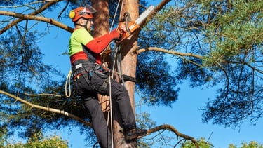 Tree Climber