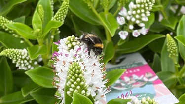 A bee taking nectar from a white plant