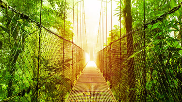 Ropebridge in the tropical rainforest canopy
