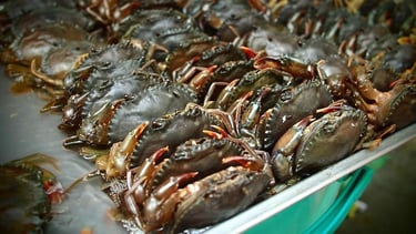 vietnamese mud crabs
