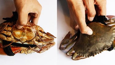 vietnamese mud crabs