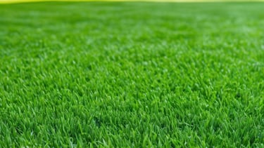 Un gazon aussi bien tondue qu'un terrain de golf