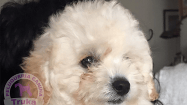 peluquería canina caniche