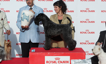 premio peluquería canina Kerry blue terrier