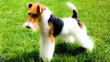 peluquería canina fox terrier